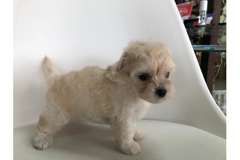 成約済の京都府のマルプー:マルチーズ×トイプードル-102861の3枚目