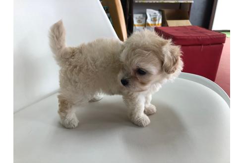 成約済の京都府のマルプー:マルチーズ×トイプードル-102861の2枚目