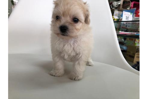 成約済の京都府のマルプー:マルチーズ×トイプードル-102861の1枚目