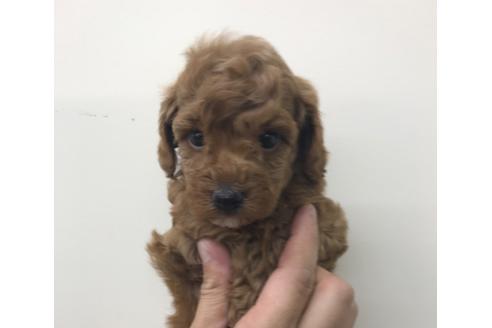 成約済の北海道のトイプードル-102908