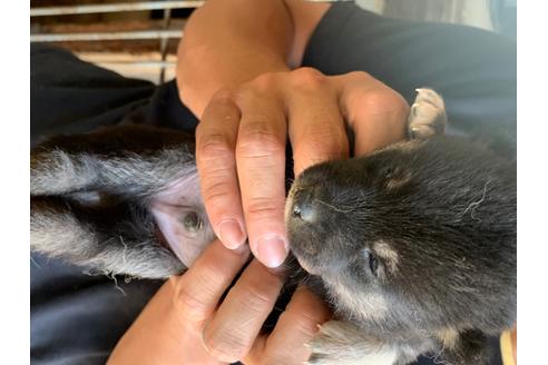 成約済の広島県の柴犬-102919の1枚目