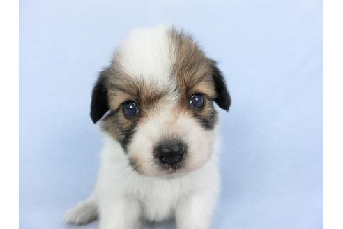 成約済の千葉県のパピヨン-103010の12枚目