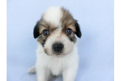 成約済の千葉県のパピヨン-103010の11枚目