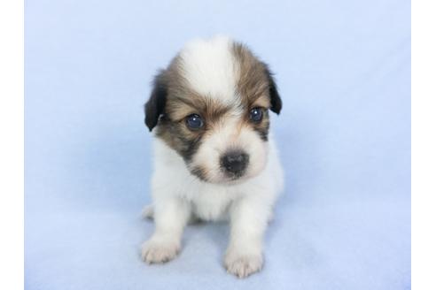 成約済の千葉県のパピヨン-103010の10枚目