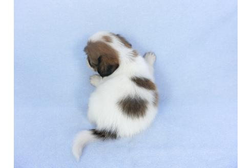 成約済の千葉県のパピヨン-103010の9枚目