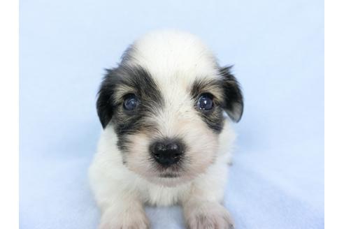 成約済の千葉県のパピヨン-103011の12枚目