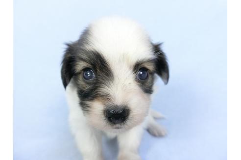 成約済の千葉県のパピヨン-103011の11枚目