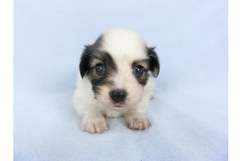 成約済の千葉県のパピヨン-103011の10枚目