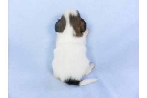 成約済の千葉県のパピヨン-103011の9枚目