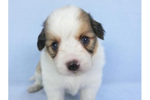 成約済の千葉県のパピヨン-103012の8枚目