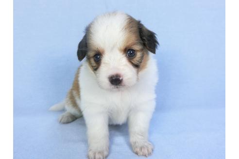 成約済の千葉県のパピヨン-103012の7枚目