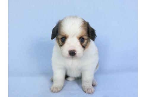 成約済の千葉県のパピヨン-103012の6枚目