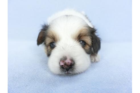 成約済の千葉県のパピヨン-103013の8枚目