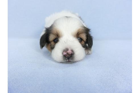 成約済の千葉県のパピヨン-103013の7枚目