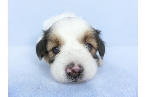 成約済の千葉県のパピヨン-103013の6枚目