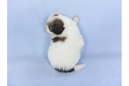 成約済の千葉県のパピヨン-103013の5枚目