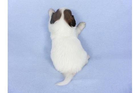 成約済の千葉県のパピヨン-103014の2枚目