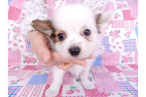 成約済の千葉県のパピヨン-103016の4枚目