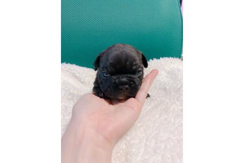 成約済の山口県のフレンチブルドッグ-102078の5枚目