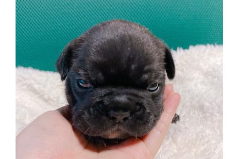 成約済の山口県のフレンチブルドッグ-102078の3枚目