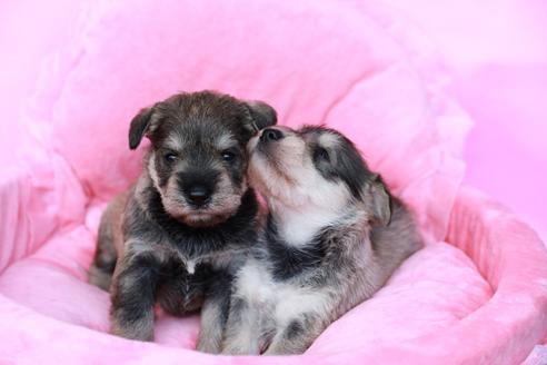 成約済の香川県のミニチュアシュナウザー-102485の1枚目