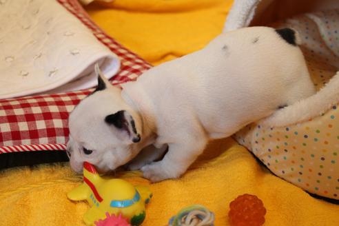 成約済の愛知県のフレンチブルドッグ-100897の15枚目