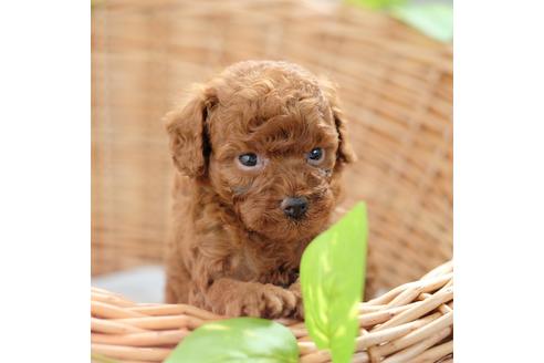 成約済の愛媛県のトイプードル-103035の3枚目