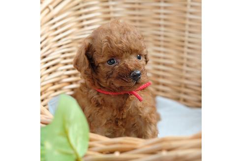 成約済の愛媛県のトイプードル-103035の1枚目