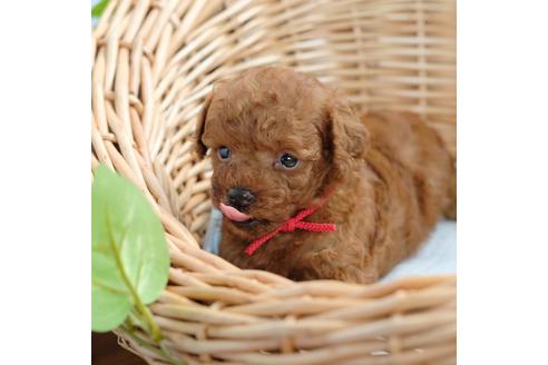 成約済の愛媛県のトイプードル-103035の2枚目