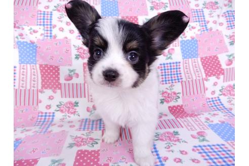 成約済の千葉県のパピヨン-102197の1枚目