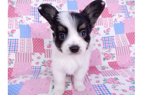 成約済の千葉県のパピヨン-102197の4枚目