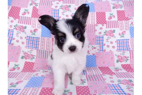成約済の千葉県のパピヨン-102197の3枚目