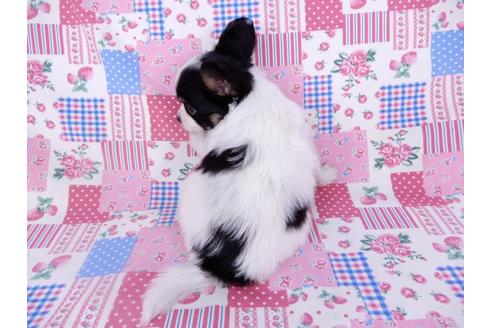 成約済の千葉県のパピヨン-102197の2枚目