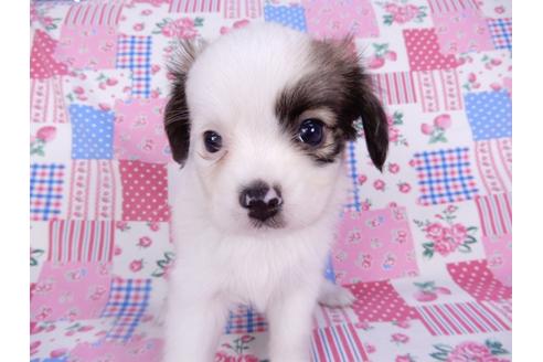 成約済の千葉県のパピヨン-102200の1枚目