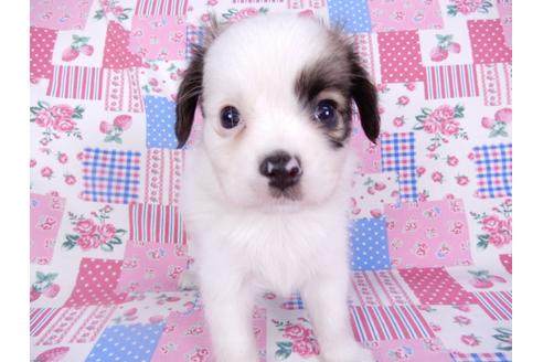 成約済の千葉県のパピヨン-102200の4枚目