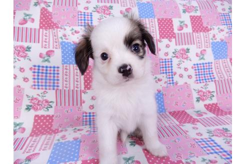 成約済の千葉県のパピヨン-102200の3枚目