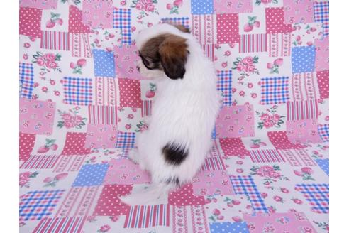 成約済の千葉県のパピヨン-102200の2枚目