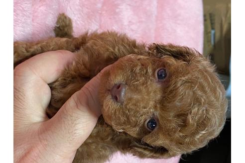 成約済の福島県のタイニープードル-103044の5枚目