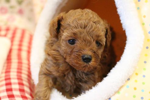 成約済の愛知県のトイプードル-101293の19枚目