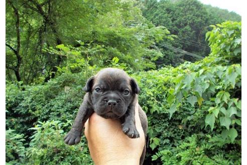 兵庫県のミックス犬 男の子 07 10生まれ 目が開いたばかりの男の子です 子犬id ブリーダーナビ