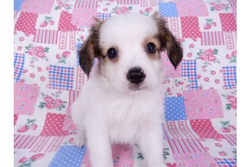 成約済の千葉県のパピヨン-102196の8枚目