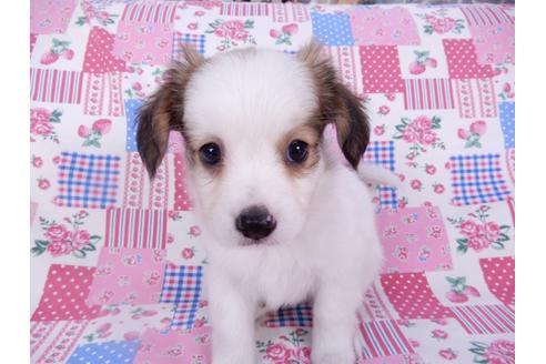 成約済の千葉県のパピヨン-102196の7枚目