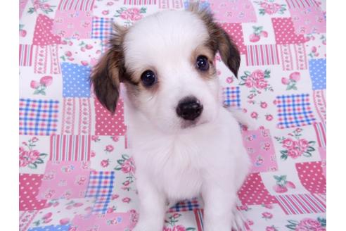 成約済の千葉県のパピヨン-102196の6枚目