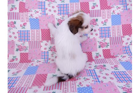 成約済の千葉県のパピヨン-102196の5枚目