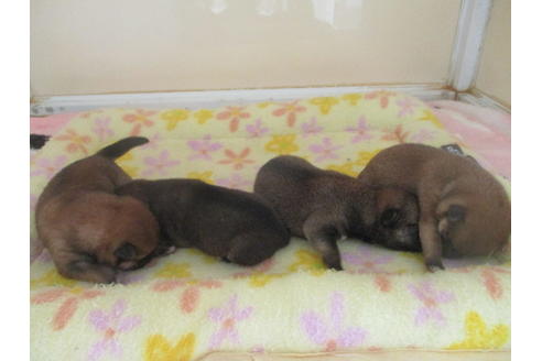 成約済の岡山県の豆柴-103049の7枚目