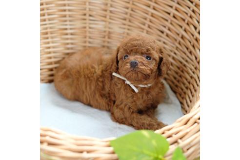 成約済の愛媛県のトイプードル-103065の4枚目