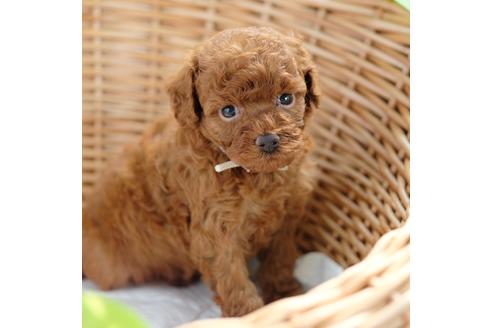 成約済の愛媛県のトイプードル-103065の1枚目