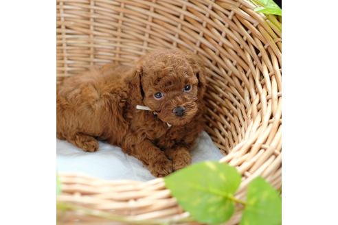 成約済の愛媛県のトイプードル-103065の3枚目