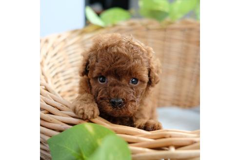 成約済の愛媛県のトイプードル-103065の2枚目