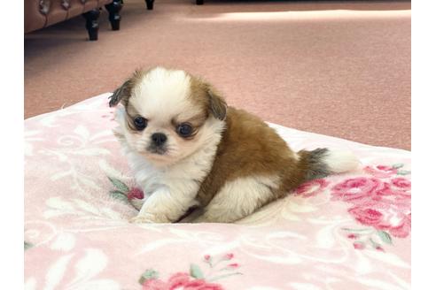 成約済の香川県のミックス犬-101232の4枚目
